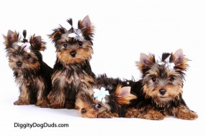 Yorkshire Terrier Toy Dog Information