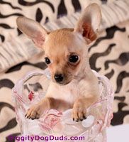 Chihuahua-breed-history-teacup-chihuahua-sitting-pretty-vase.jpg