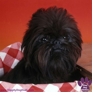 DiggityDogDuds Affenpinscher Toy Dog Information