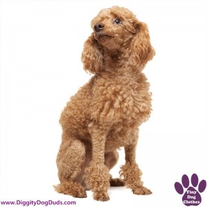 DiggityDogDuds Apricot Toy Poodle Small Dog Information