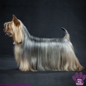 DiggityDogDuds Australian Silky Terrier Small Dog Information