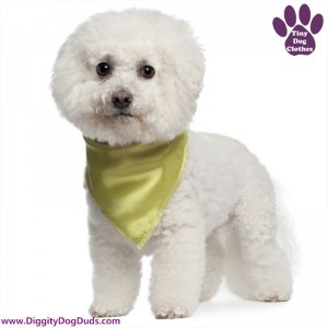 DiggityDogDuds Bichon Frise Small Dog Information