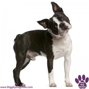 DiggityDogDuds Boston Terrier Small Dog Information