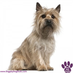 DiggityDogDuds Cairn Terrier Small Dog Information