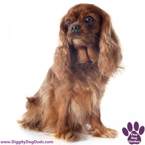 DiggityDogDuds Cavalier King Charles Spaniel Small Dog Information