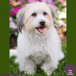 DiggityDogDuds Coton de Tulear Small Dog Information