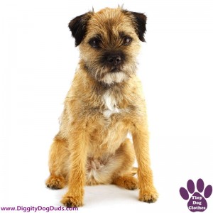 DiggityDogDuds English Border Terrier Small Dog Information