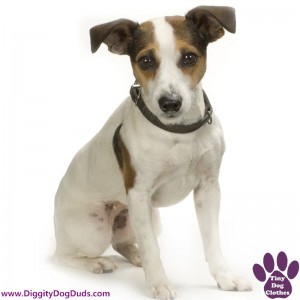 DiggityDogDuds Fox Terrier Small Dog Information