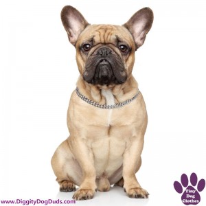 DiggityDogDuds French Bulldog Small Dog Information