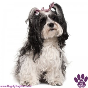 DiggityDogDuds Havanese Small Dog Information