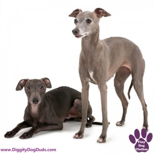 DiggityDogDuds Italian Greyhound Small Dog Information