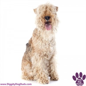 DiggityDogDuds Lakeland Terrier Small Dog Information