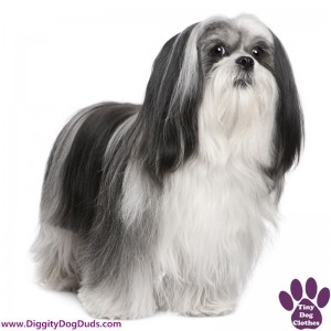 DiggityDogDuds Lhasa Apso Small Dog Information