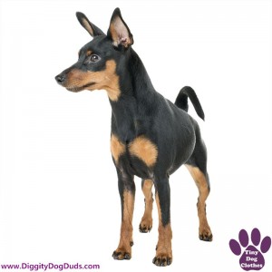 DiggityDogDuds Miniature Pinscher Small Dog Information