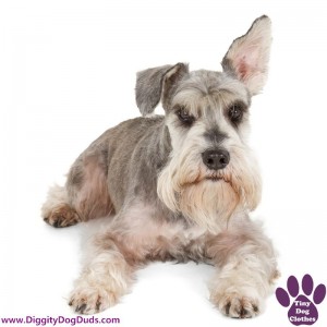 DiggityDogDuds Miniature Schnauzer Small Dog Information