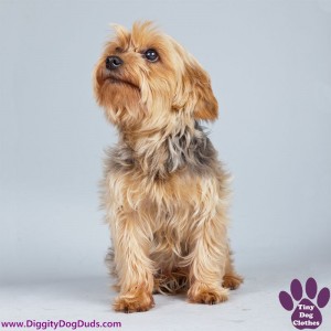 DiggityDogDuds Norfolk Terrier Small Dog Information