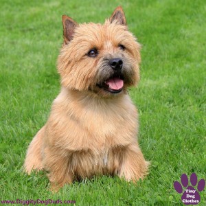 DiggityDogDuds Norwich Terrier Small Dog Information