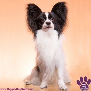 DiggityDogDuds Papillon Small Dog Information