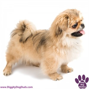 DiggityDogDuds Pekingese Small Dog Information