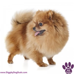 DiggityDogDuds Pomeranian Small Dog Information