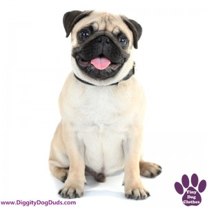 DiggityDogDuds Pug Small Dog Information