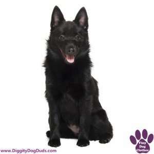 DiggityDogDuds Schipperke Small Dog Information