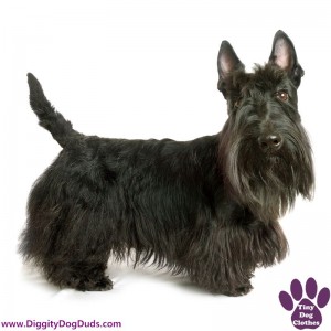 DiggityDogDuds Scottish Terrier Small Dog Information