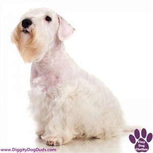 DiggityDogDuds Sealyham Terrier Small Dog Information