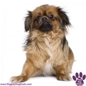 DiggityDogDuds Tibetan Spaniel Small Dog Information