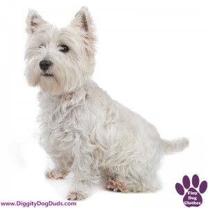 DiggityDogDuds West Highland White Terrier Small Dog Information