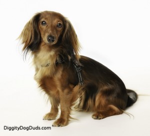  Long-haired Dachshund Breed History