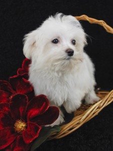 Maltese Breed History