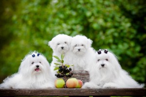 Maltese Breed History