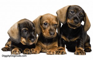 Puppy Love Dachshund Breed History