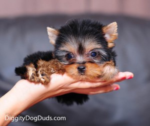 Yorkshire Terrier Toy Dog Information