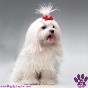 DiggityDogDuds Maltese Small Dog Information