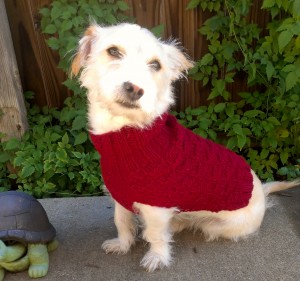 Doggie Runway: Mowgli wearing our Basket Weave sweater