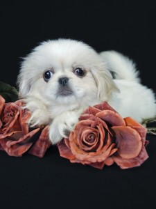 White Pekingese puppy on black background with roses.